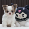 Foto: Chihuahua Jantan Yang Menawan Dengan Bulu Putih Bersih dan Tanda-Tanda Yang Menggemaskan